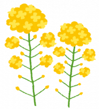 flower_nanohana_3727893_marked